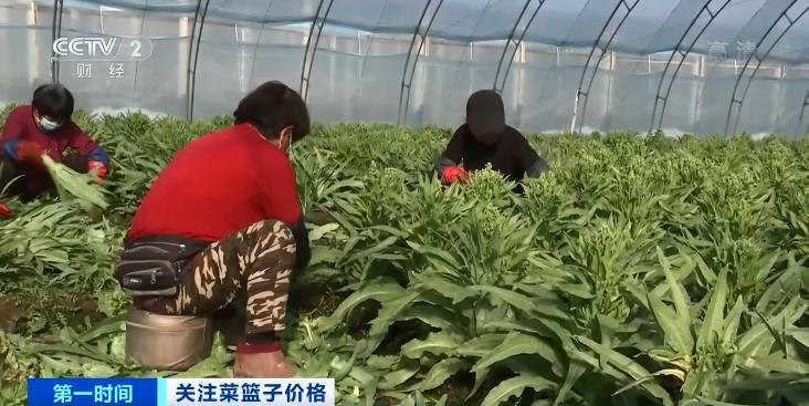 各地最新菜价动态，力量与自信的种子在变化中成长