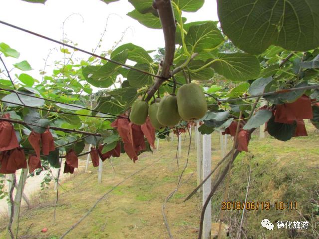 芭乐最新地，文化现象的深度探究