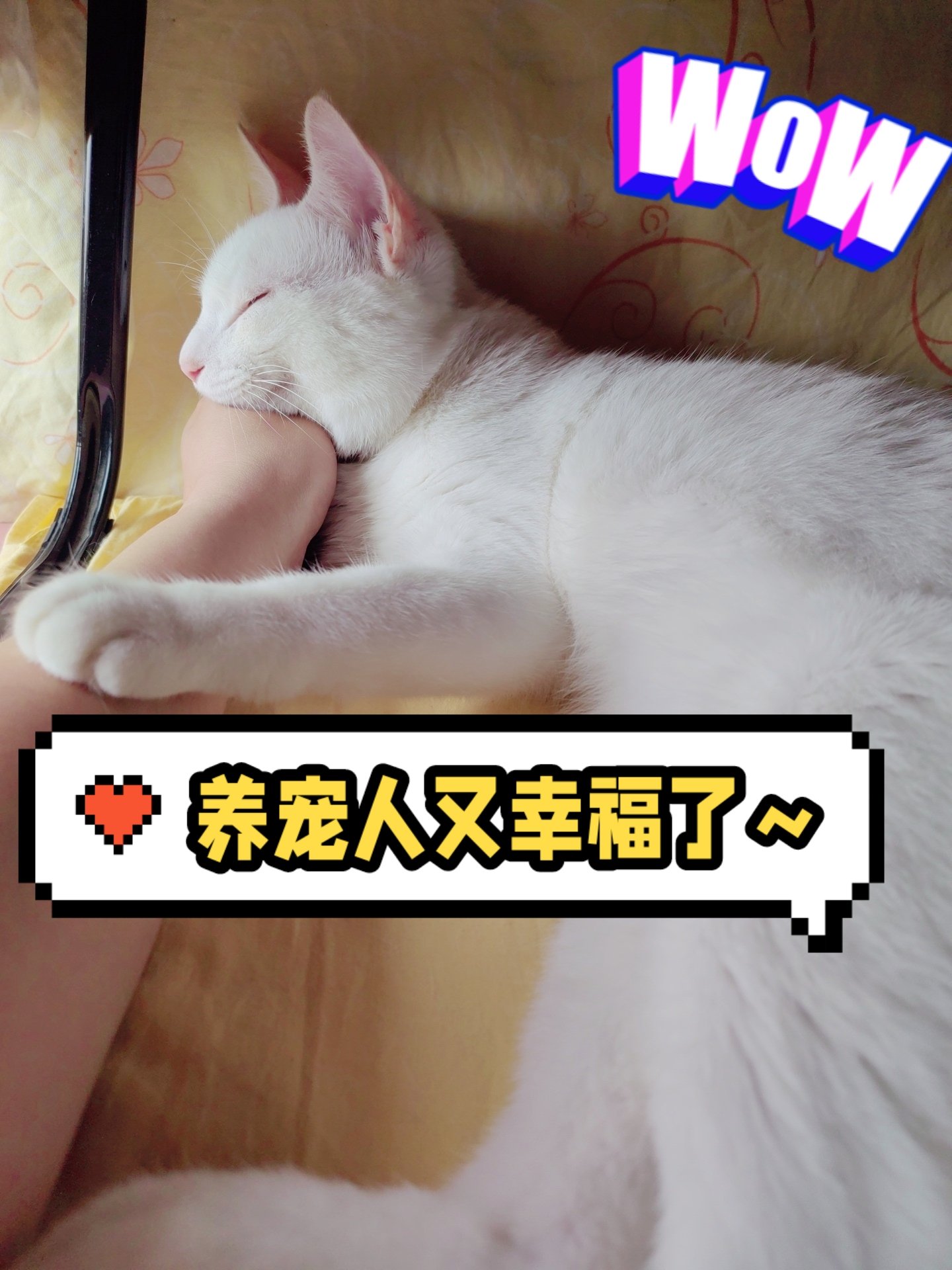 宠入最新，自然美景探索之旅鼓舞人心启程