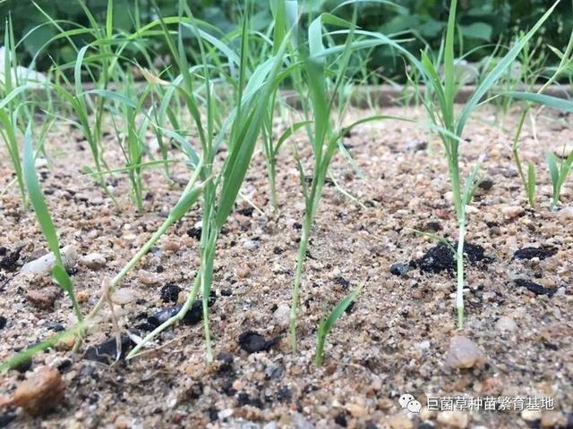 最新牧草种引领绿色革命，科技让生活回归自然