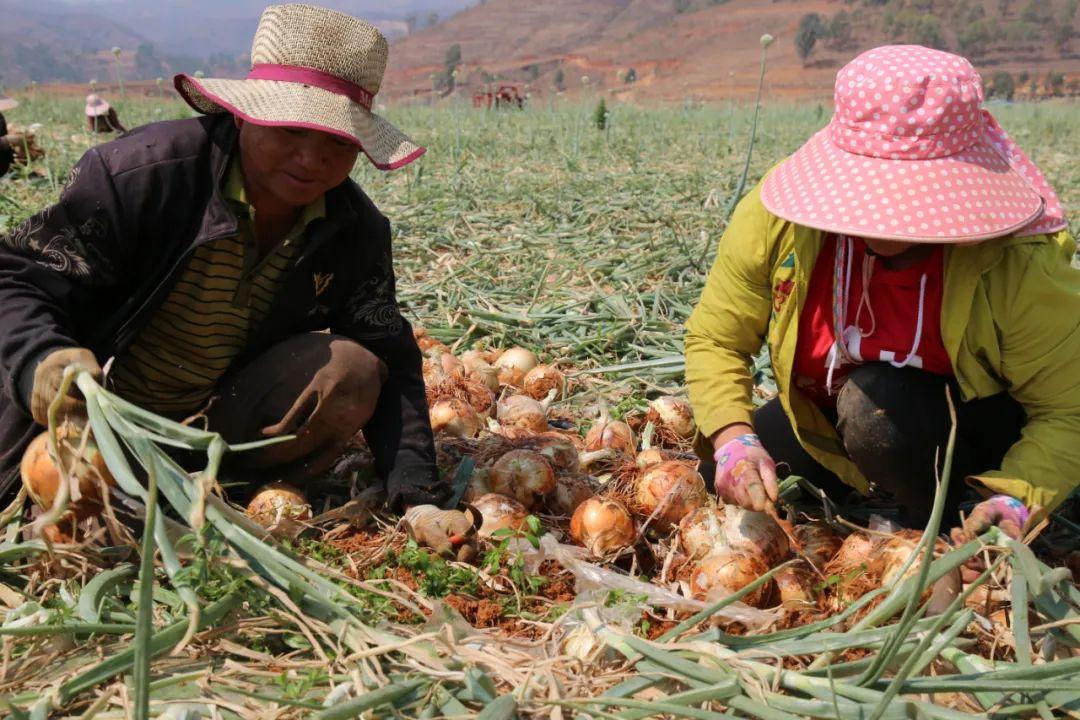 揭秘云南繁荣发展的最新报道