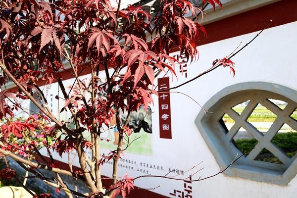 小曹娥最新，文化现象的深度解读