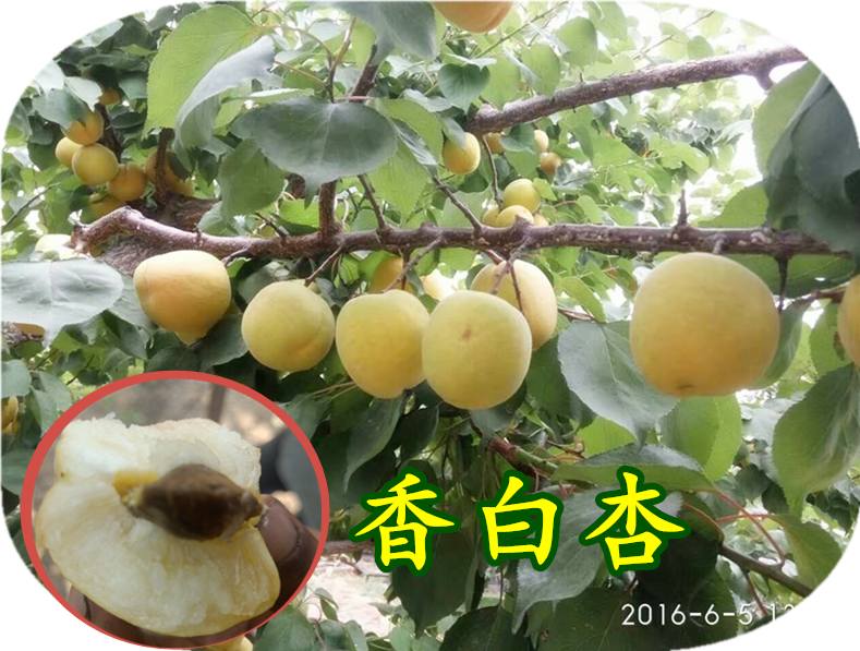 最新杏树品种介绍及特点概述