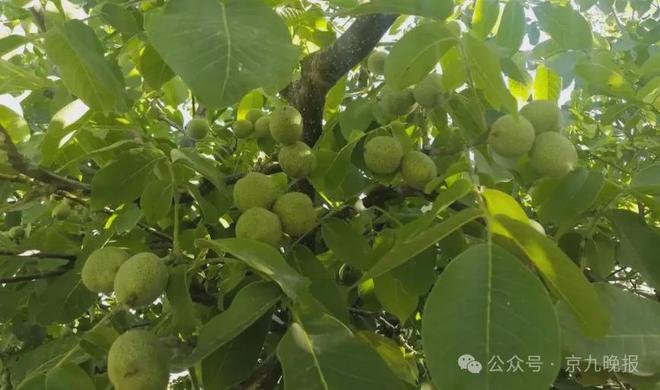 檬子树图片及价格，小巷绿意宝藏的独特风情与价格解析