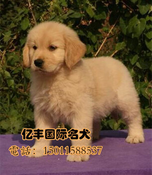 金毛行情深度解析，掌握金毛犬市场趋势的全面指南