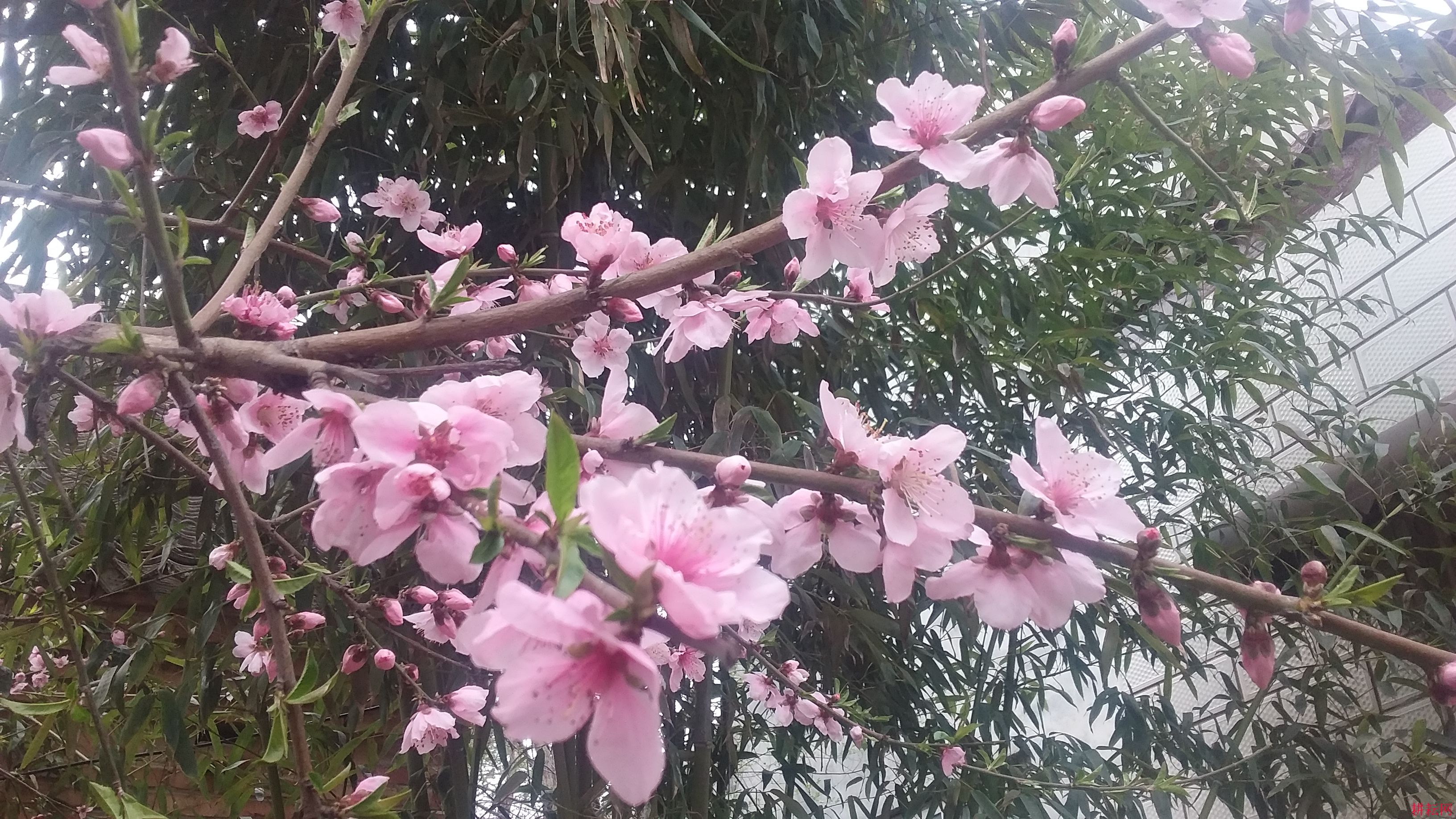 春日桃花盛开，温馨趣事悉数呈现