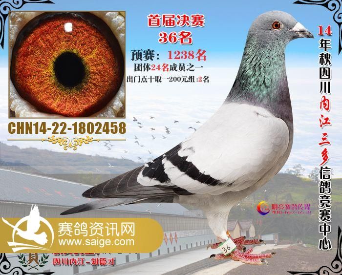中信鸽比赛直播，小巷中的盛宴，不容错过的精彩对决！