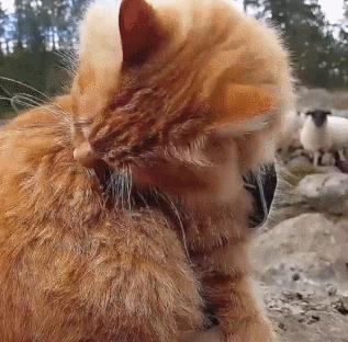 猫咪战车最新版下载，开启全新战略科技时代