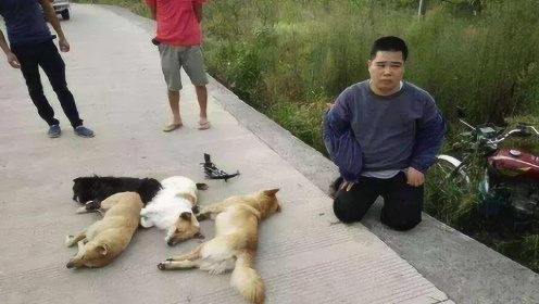 偷狗最新奇妙探险之旅，与狗狗共度半日闲时光