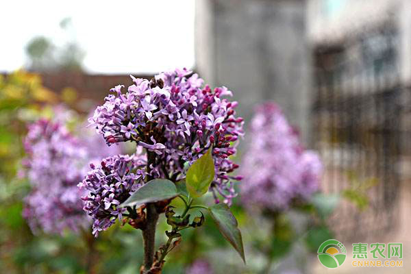 丁香最新疫情，背景、事件与影响全面解析