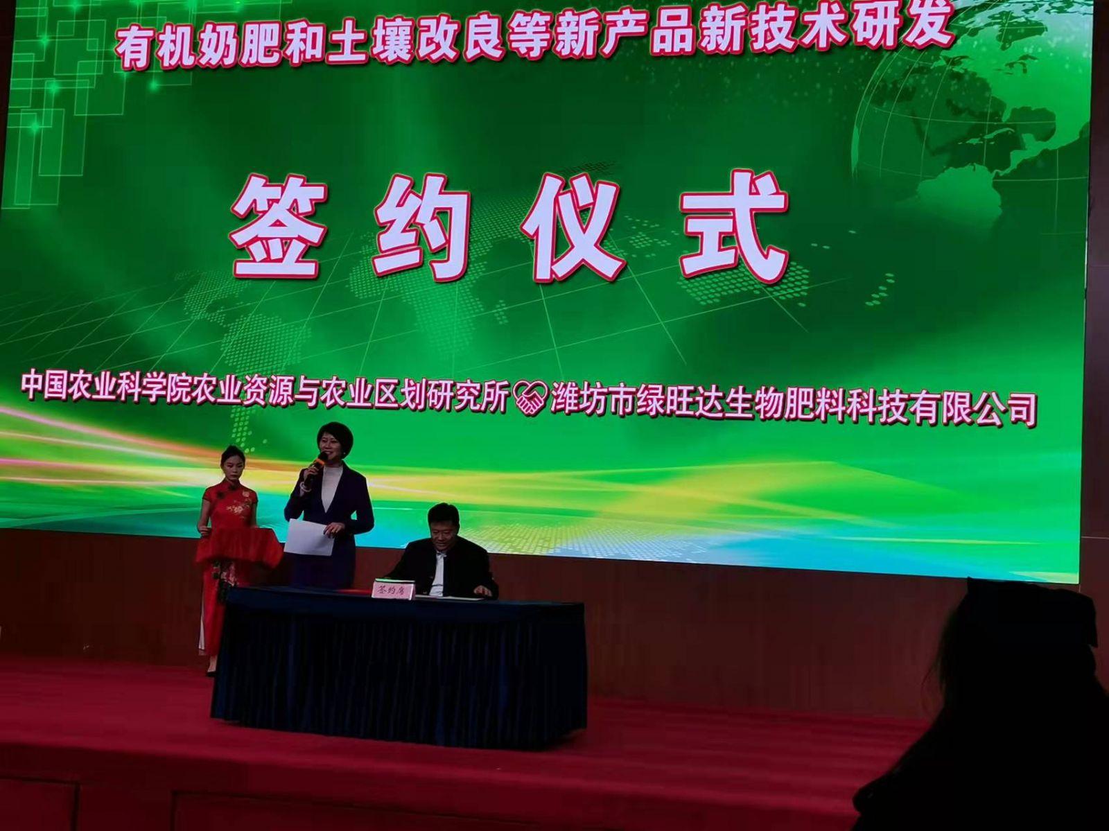 安丘大姜最新动态，种植、市场现状及产业前景展望