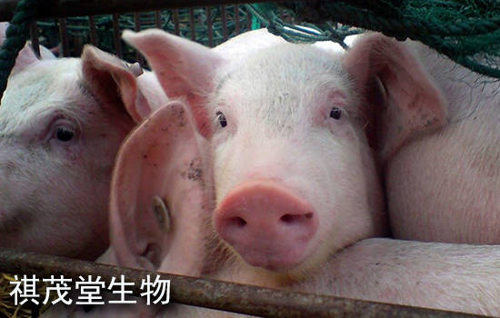 广西今日猪价最新行情,广西今日猪价最新行情，小巷深处的猪肉香