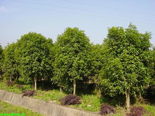 四季桂花树苗价格，时代印记与市场的动态影响